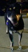Dixie