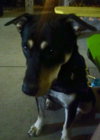 Dixie