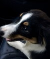 Molly