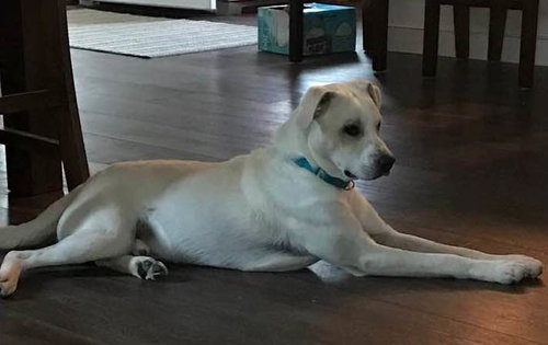 Duke