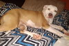 Roxie