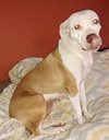 Roxie