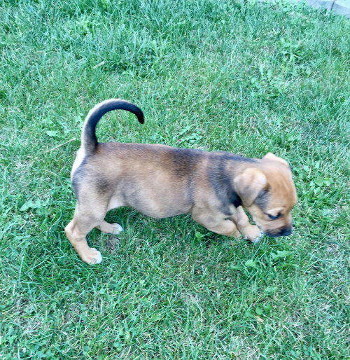 Harper