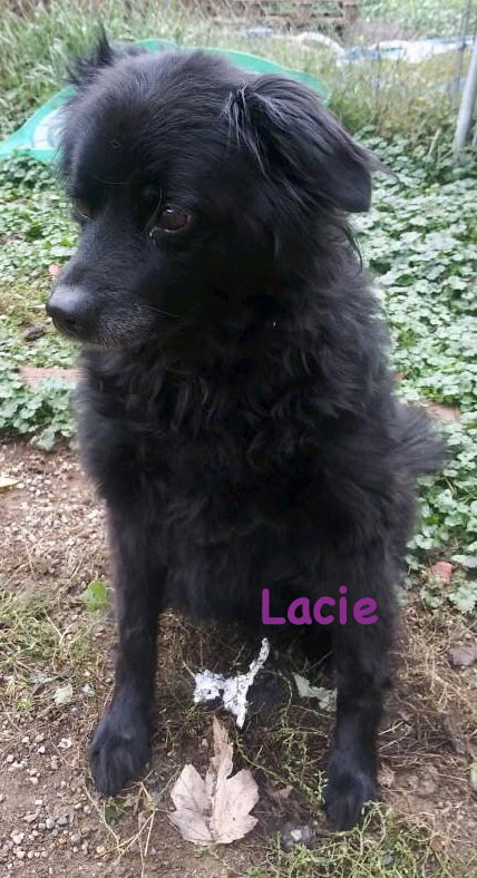 Lacie