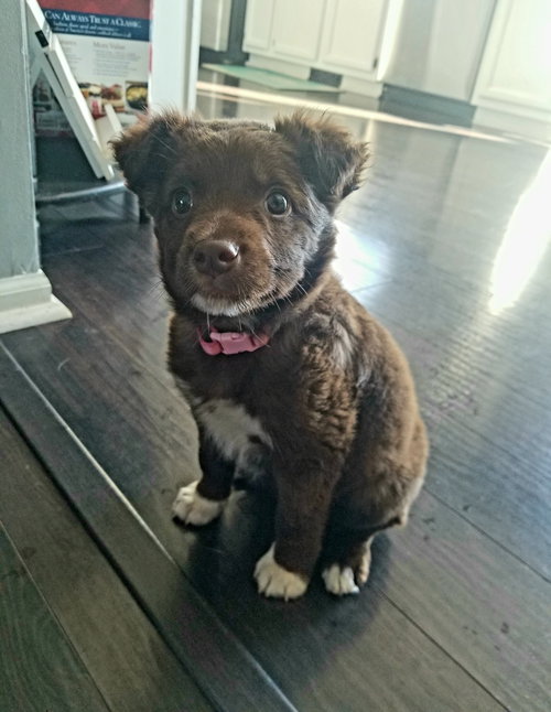 Daisy
