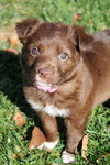 Daisy