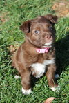Daisy