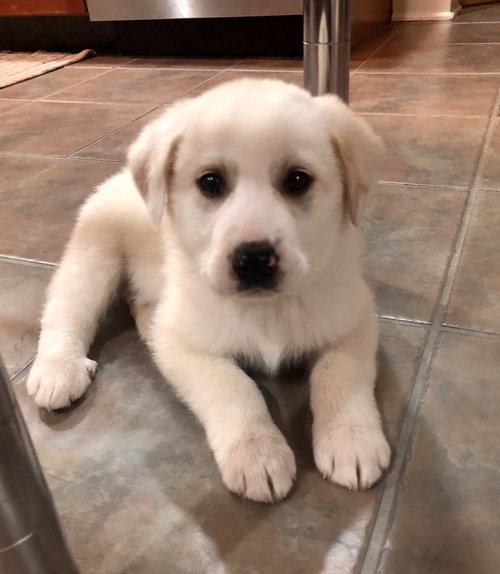 Loki
