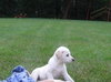 Gus
