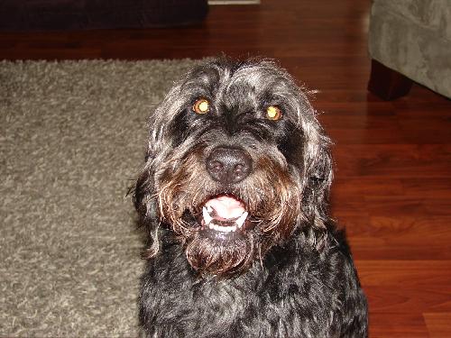Sampson