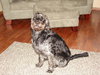 Sampson