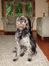 Sampson
