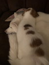 Dotty