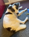 Dotty