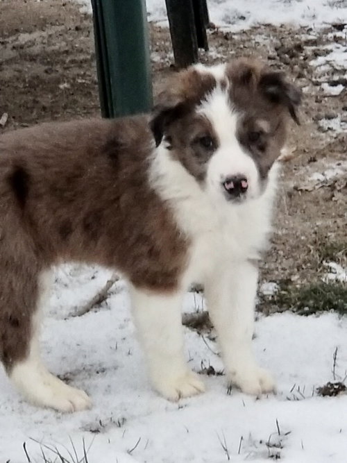 Charlie