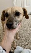 Rufus