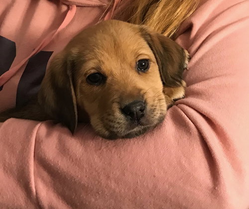 Harley