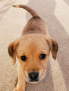 Tilly