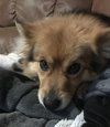 Sammie