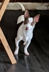 Cracker Jack