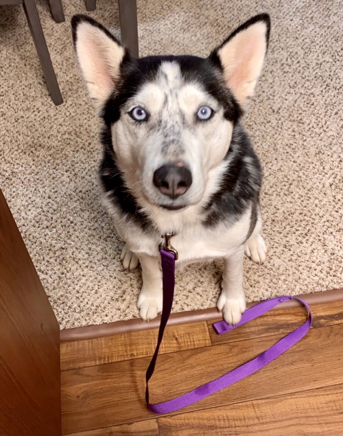 Arya