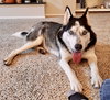 Arya