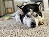 Arya