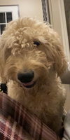 Cody