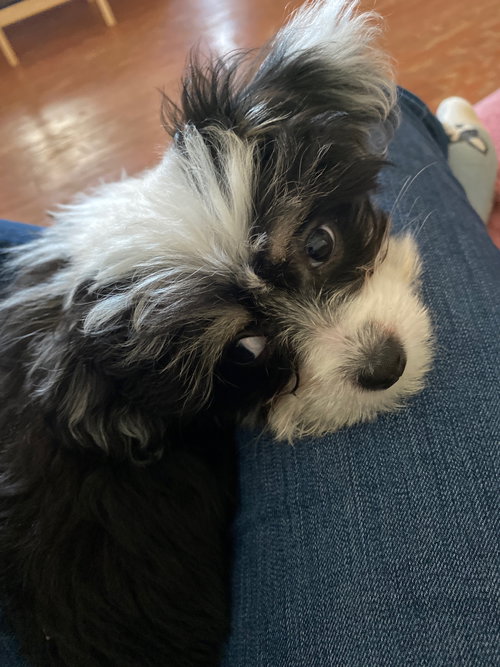 Oscar