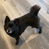Sparkie