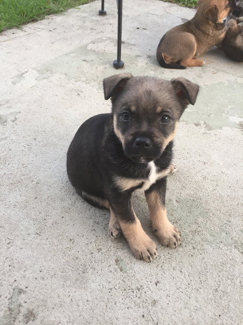 Stella