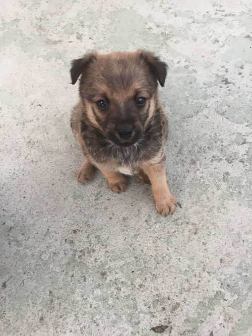 Cooper