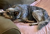 Koda