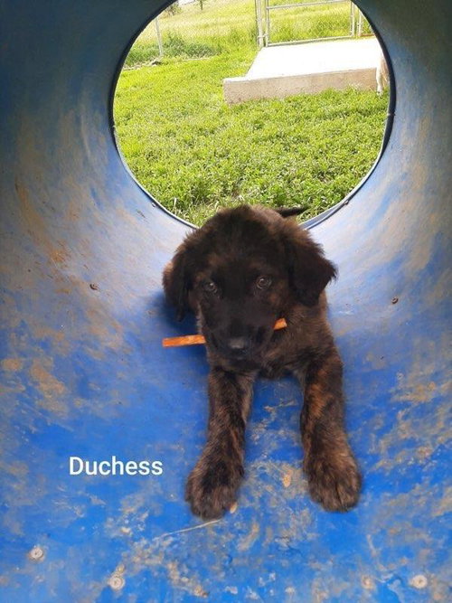 Duchess