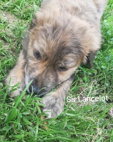 Sir Lancelot