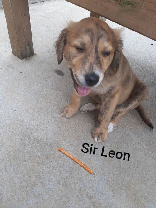 Sir Leon