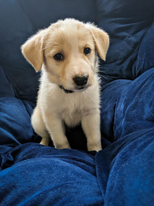 Graham