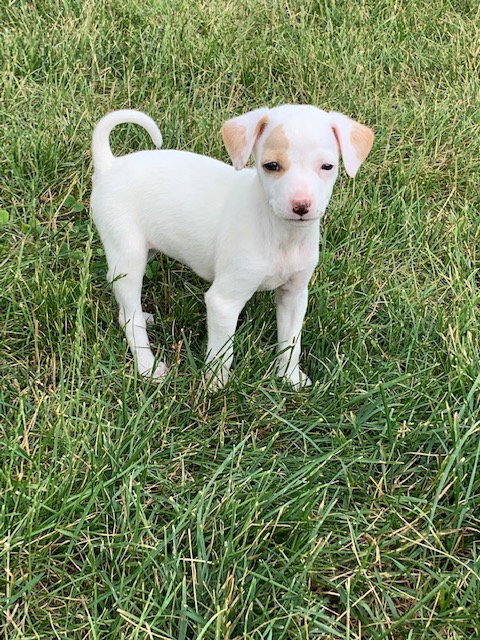 Dixie