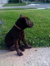 Lily