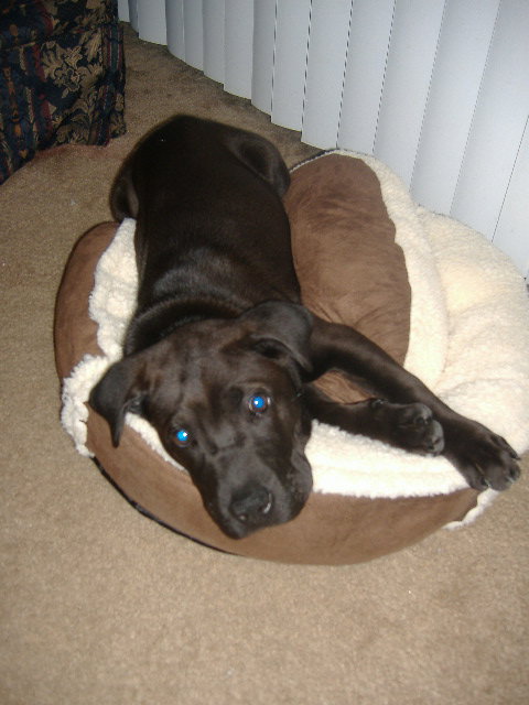 Lily