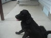 Bailee