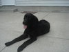 Bailee