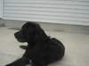 Bailee