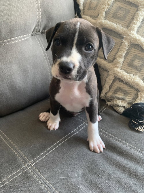 Buddy