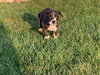 Buddy