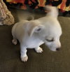 Sawyer