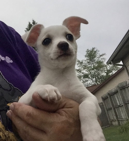 Sawyer