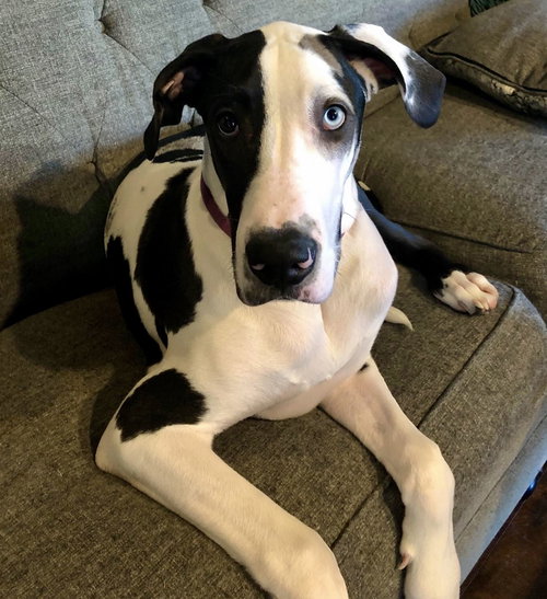 Piper