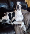 Piper