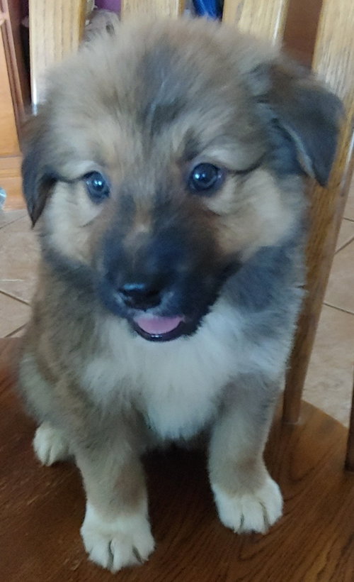 Griz